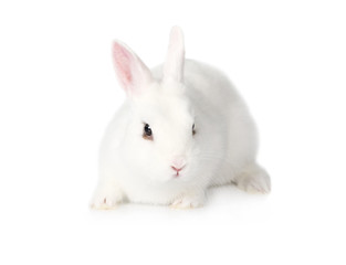 White fluffy Bunny