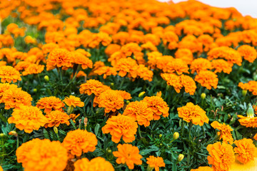 Beautiful marigolds growing continuous carpet