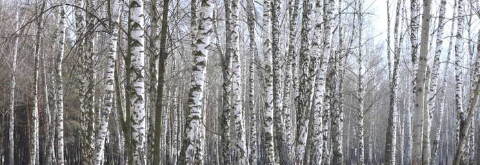 Fototapeta premium Beautiful landscape with white birches. Birch trees in bright sunshine. Birch grove in autumn. The trunks of birch trees with white bark. Birch trees trunks. Beautiful panorama.