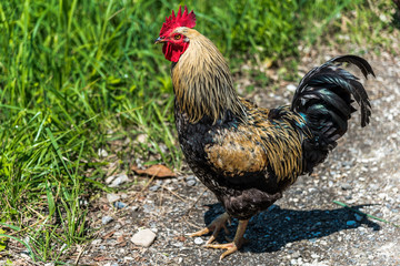 Beautiful rooster with red crest on the footpath near the grass