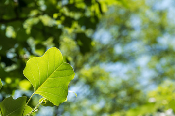 Beautiful green leaf growing tulip tree