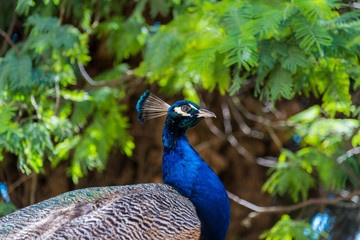 Obraz premium Blue peacock with beautiful crest on a background of green trees