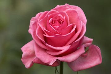 Pink rose