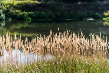 Spikelets growing near the river on a sunny day
