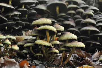 Lot of brown mushroom growing from one tree. Group of mushrooms in the forest