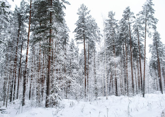 White snowy forest.