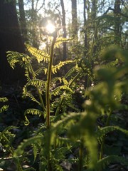 Sun fern