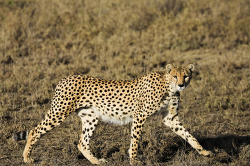 Cheetah walking across the savanna in Africa