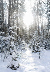 The sun in the winter forest.