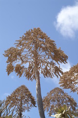 vertrocknete Agavenblüte