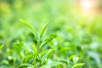 Green tea leaves.