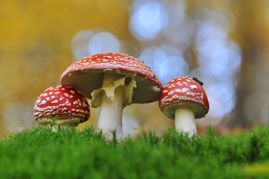 Amanita muscaria family. Group of spotted toadstools in the woods. Fly agaric (Amanita muscaria) toxic and psychedelic mushroom