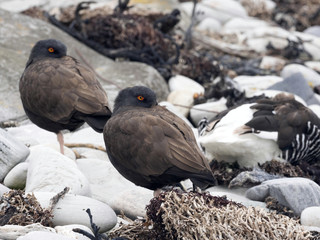 Black oistercapher, Haematopus afer is rarer species, Carcass Island, Falkland-Malvinas