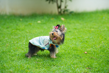 Yorkshire Terrier