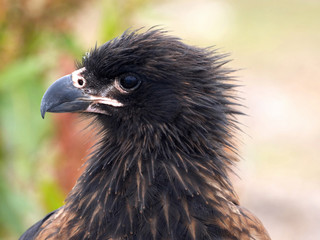 Portrait Striated caracara, Phalcoboenus australis, Carcass Island, Falkland-Malvinas