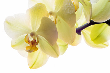 Sanft gelbe Orchidee