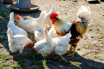 eight hens and a rooster pecking for food on the ground