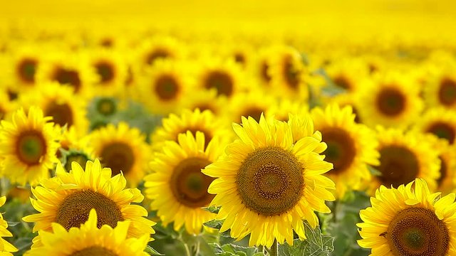 Flowers sunflower close-up, swaying in the wind