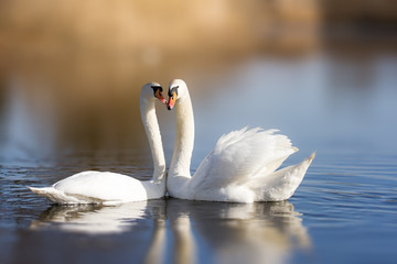 Paar witte zwanen op het meer