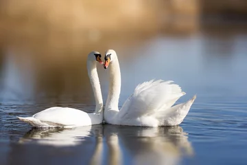 Foto op Plexiglas Zwaan Paar witte zwanen op het meer