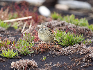 Black-throated Finch, Melanodera m. melanodera, Carcass, Falklands / Malvinas