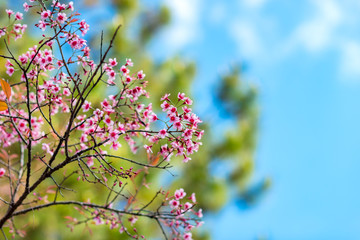 Cherry blossoms or Sakura flower in chiang mai Thailand