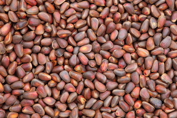 The nuts of the Siberian cedar