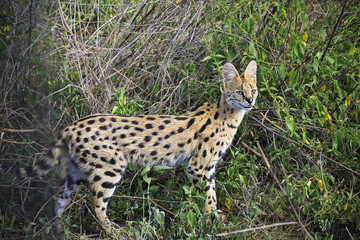 The serval cat lives in the greasslands and marshes of Tanzania