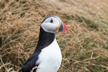 Atlantic Puffin Portrait