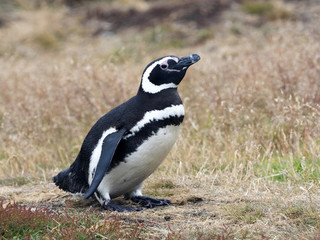Fototapeta premium Magellanic Penguin, Spheniscus magellanicus, nesting on Carcass, Falklands / Malvinas