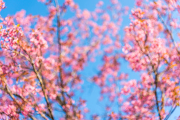 Cherry blossoms or Sakura flower in chiang mai Thailand