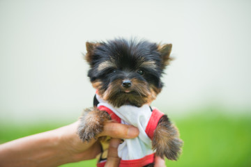 Yorkshire Terrier