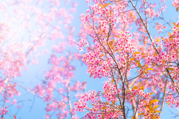 Obraz na płótnie Canvas Cherry blossoms or Sakura flower in chiang mai Thailand