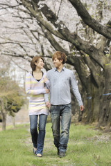 Fototapeta premium 満開の桜並木を散歩する若いカップル