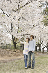 Fototapeta premium サクラの木下の若いカップル