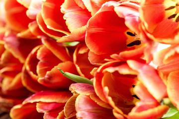 Flowers card with tulips Close up red tulips