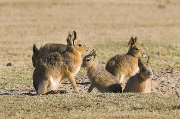 Patagonian cavi, Patagonia , Argentina