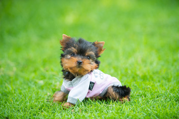 Yorkshire Terrier