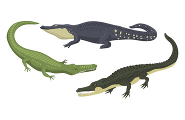 Naklejka premium Kreskówka zielony krokodyl niebezpieczeństwo drapieżnik i australijska przyroda rzeczna gad mięsożerny aligator z ilustracji wektorowych płaskie zęby wagi.
