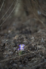 Krokus