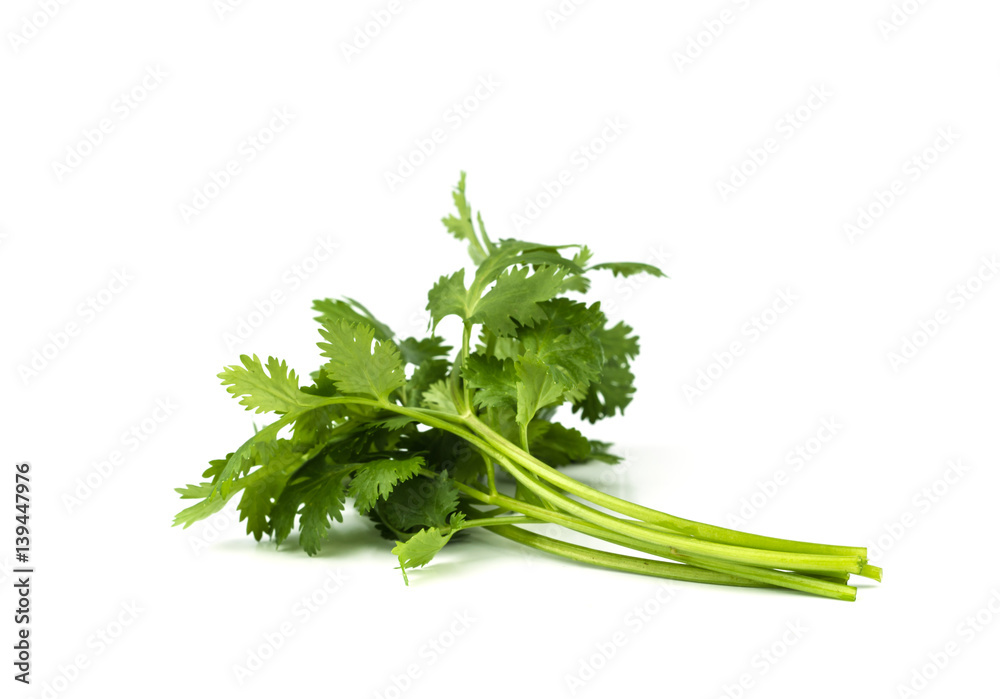 Wall mural coriander leaves vegetable.