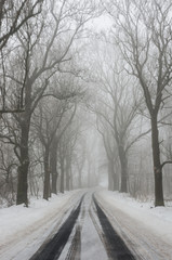 Fototapeta na wymiar Winter landscape, country road in the fog surrounded by trees