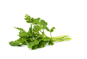 coriander leaves  vegetable.