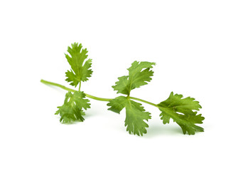 coriander leaves  vegetable.