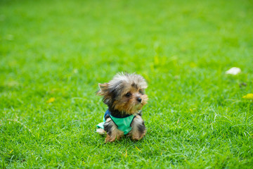 Yorkshire Terrier