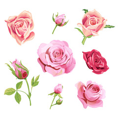 Set of roses, pink, red flowers and buds, green leaves on white background, digital draw illustration, collection for design, vector