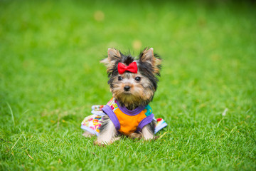 Yorkshire Terrier