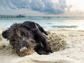 portrait mix breed of a black yorkshire terrier on the sea beach, playing by dig sand with perfect twilight sky