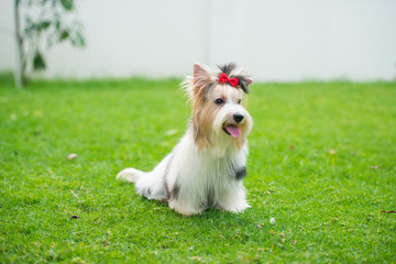 Yorkshire Terrier