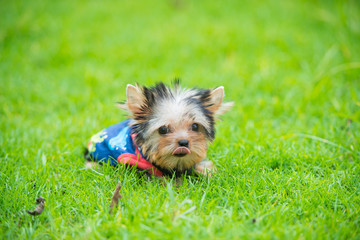 Yorkshire Terrier